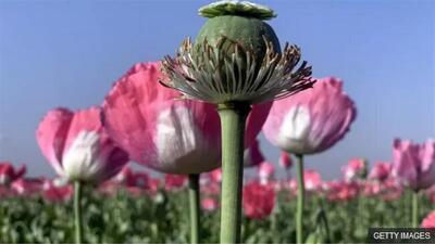 تصویب کشت «شقایق الیفرا» برای تامین موادمخدر دارویی کشور