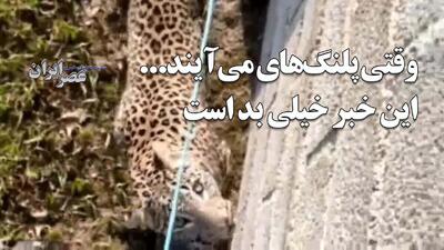 وقتی پلنگ‌ها به روستا می‌آیند... این خبر خیلی بد است