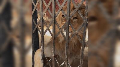  کشف شیر، عقاب طلایی و تمساح در شهریار