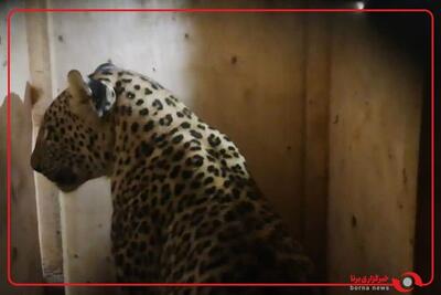  انتقال پلنگ ایرانی زنده‌گیری‌شده در ماسال به کلینیک تخصصی حیات‌وحش تهران