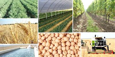 تهدید راهبردی امنیت غذایی با غفلت از تولید کشاورزی و وابستگی به واردات