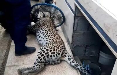 انتقال پلنگ زنده‌گیری شده در ماسال به پارک پردیسان