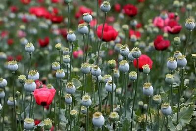 تصویب کشت گل خشخاش (شقایق الیفرا) برای تأمین مواد مخدر دارویی کشور