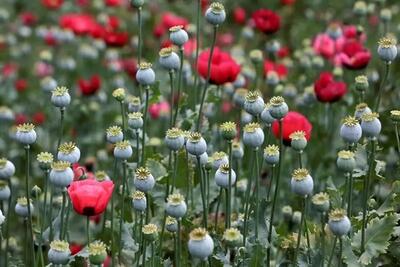 تصویب کشت گل خشخاش (شقایق الیفرا) برای تأمین موادمخدر دارویی کشور