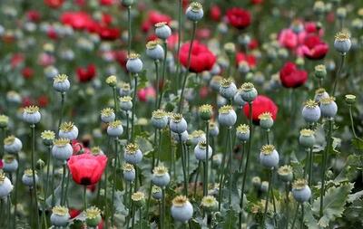  تصویب کشت «شقایق الیفرا» برای تأمین موادمخدر دارویی کشور