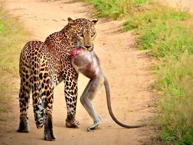 عکس؛ یک پلنگ با لاشه بی‌سرِ میمون