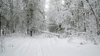 وضعیت هوای فردا گیلان چهارشنبه ۱۵ بهمن ۱۴۰۴ | پیش بینی آب و هوای گیلان در ۲۴ ساعت آینده + هواشناسی گیلان