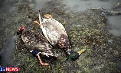 مرثیه تکراری از شکار غیرمجاز پرندگان مهاجر