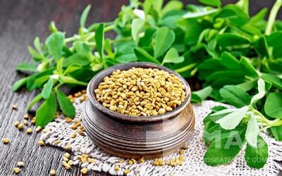  از خواص دارویی شنبلیله چه می دانید