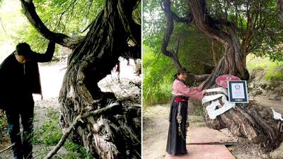 عکس| قدیمی‌ترین درخت انگور جهان کشف شد