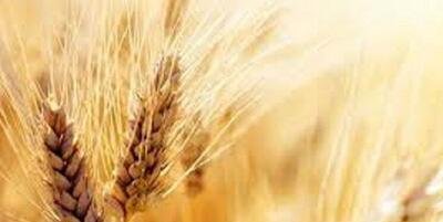  قیمت واقعی گندم اعلام شد/ از این پس قیمت گندم بر چه اساسی تعیین می‌شود؟