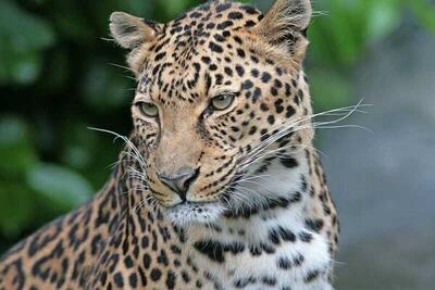 فیلم/ زنده‌گیری پلنگ ایرانی در خانه روستایی یک هم‌وطن گیلانی