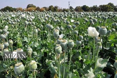  تصویب کشت کنترل‌شده گیاه «شقایق الیفرا»