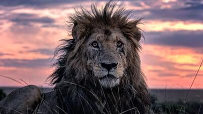  لحظاتی از فیلم تلاش ۷ ساعته شیر برای شکار گراز