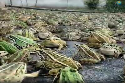  کشاورزی نوین؛ چشم بادومی ها جوری قورباغه پروش میدن با دیدنش لیز میخوری