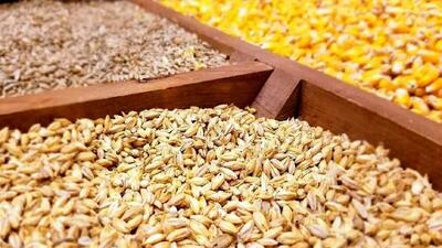 تحویل مدت‌دار نهاده دامی به مرغداران تصویب شد