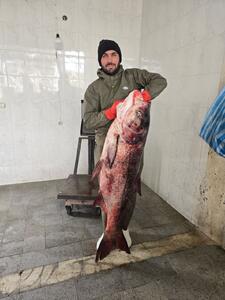  عکس: صید ماهی ۳۷ کیلویی در سد مهاباد،!