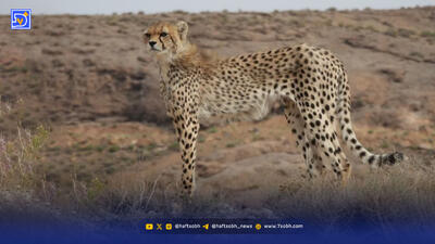 زمان علیه یوزها | مشکلات‌ آذر، توران و ابریشم و فیروز و ایران