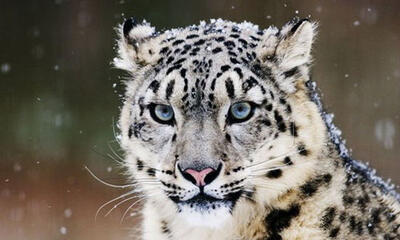 خز ضد سرمای پلنگ برفی