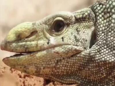 آیا مارمولک می تواند از گورکن فرار کند؟‌