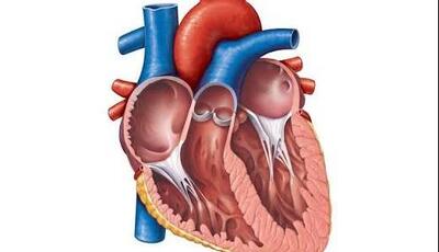 قرص Q10 برای قلب؛ نگاهی علمی به نقش کوآنزیم Q10 در سلامت قلب