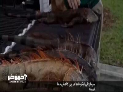  سرمازدگی ایگواناها در پی کاهش دما