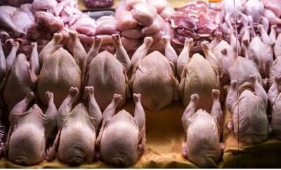 اثر کالابرگ بر بازار مرغ؛ افزایش تقاضا یا کنترل قیمت؟/ بازار مرغ پس از اجرای کالابرگ؛ چه تغییری رخ داد؟