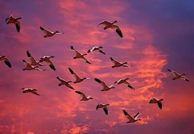 امروز با حافظ: بیرون کشید باید از این ورطه رخت خویش