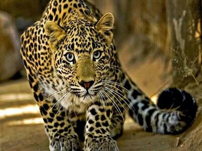 حضور پلنگ در حیاط خانه‌ یک روستایی