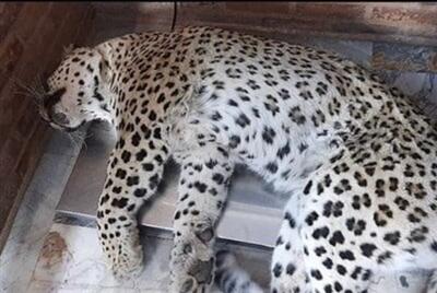 ببینید / حضور پلنگ در حیاط خانه‌ یک روستایی در گیلان