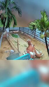  گاو هنگام شیر خوردن بر روی گوساله خود نشست