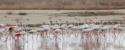 منظور از تالاب چیست؟ | انواع تالاب های ایران را بشناسید