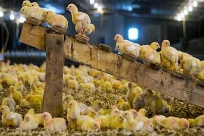  مجوز صدور جوجه یک روزه صادر شد