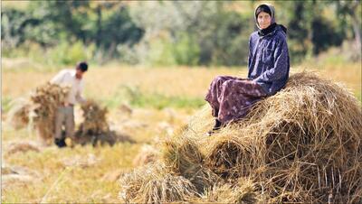 زمان پرداخت عیدی کشاورزان مشخص شد