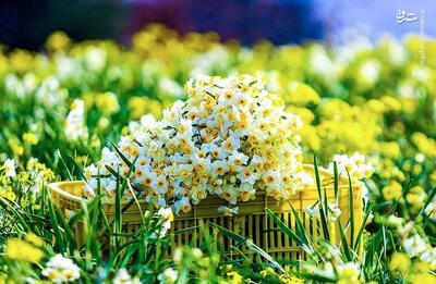 عکس/ برداشت گل نرگس در مازندران