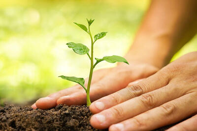  نیکویی: خیران گرگانی به طرح مردمی کاشت یک میلیارد درخت پیوستند