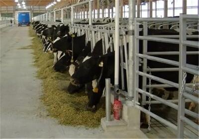 زنگ‌خطر جدی برای صنعت دامپروری: افزایش ۳۰ درصدی کشتار دام، گرانی نهاده‌ها و واردات بی‌ضابطه