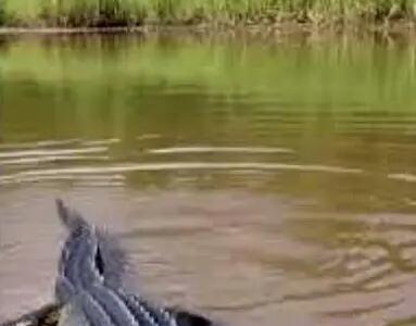  بر مدار وحش؛ تمساح ندونست ماهی جیزه دست زد اوف شد