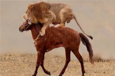  مستند حیات وحش؛ اسب بر شیر غلبه می کند؟