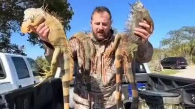  هزاران ایگوانا به دلیل سرمای غیرمعمول در آمریکا به خواب زمستانی رفته‌اند