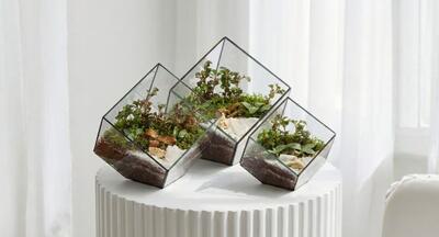 گیاه تراریوم چیست؟ راهنمای جامع انتخاب و نگهداری صحیح