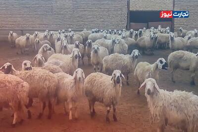 قیمت دام زنده امروز 15 بهمن 1404 + جدول