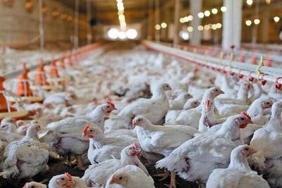 شرایط جدید تحویل نهاده‌های دامی به مرغداران اعلام شد