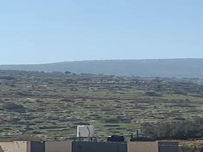  صهیونیست‌ها گوسفندان یک فلسطینی را دزدیدند!