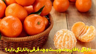  نارنگی یافا پیوند چیست و چه فرقی با نارنگی دارد؟ + خواص نارنگی یافا