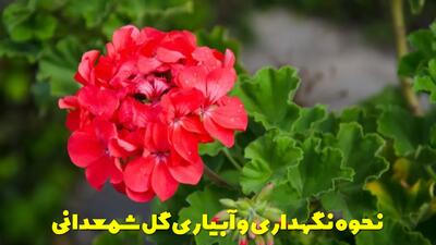 نحوه نگهداری و آبیاری گل شمعدانی در زمستان و تابستان + خواص شمعدانی در خانه