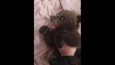  ویدیوی دیدنی از بازی یک توله خرس با انسان