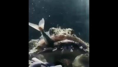  لحظه خیره کننده شکار مانک فیش با روشی کاملا هوشمندانه