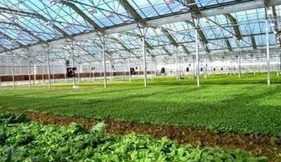  قاسمی طوسی: مازندران پیشرو در صنعت کشاورزی /در هر صنعتی باید زمینه های مناسب سرمایه گذاری ایجاد شود