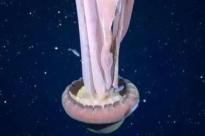 ببینید / مشاهده عروس دریایی غول‌پیکر در سواحل آرژانتین